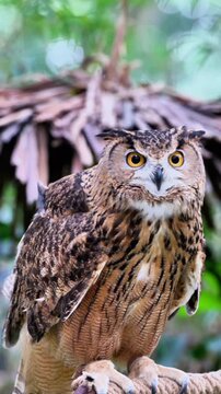 A detailed close-up of an Eurasian Eagle-Owl with striking orange eyes, intricate brown and black plumage, and prominent ear tufts, perched on a textured rope looking into camera 