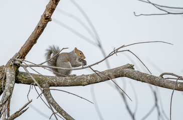 Squirrel perched in a bare tree eating a nut.