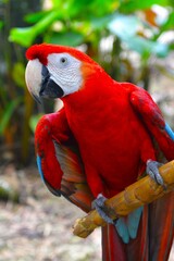 Scarlet macaw or red-and-blue macaw (Ara macao, Psittacidae family) in the Amazonian rainforest...