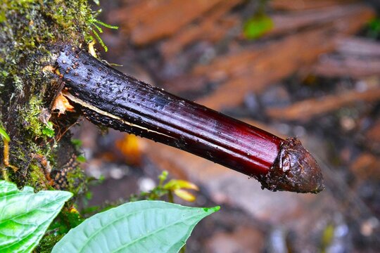 Close-up of the unusual stilt root of Socratea exorrhiza (walking palm) near the hiking trail to Hola Vida Waterfall in the Amazonian rainforest (Hola Vida ecological reserve, Pastaza Canton, Ecuador)