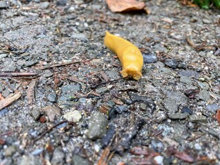 banana slug