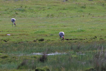 Brolga
