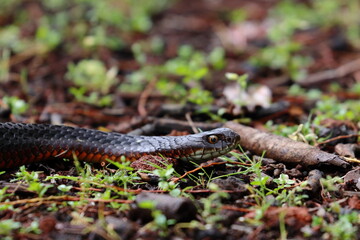 lowland copperhead