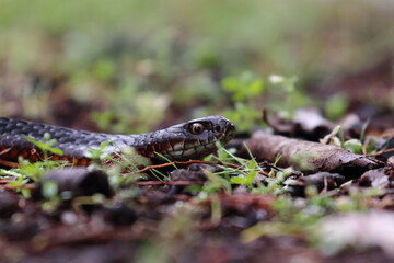lowland copperhead