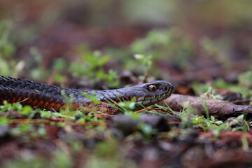 lowland copperhead