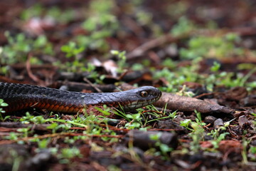 lowland copperhead