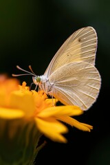Fototapeta premium Pale Butterfly Feeding on a Yellow Flower