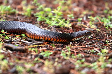 Fototapeta premium lowland copperhead