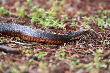 lowland copperhead