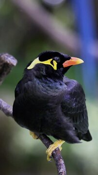 A Common Hill Myna with glossy black plumage, a bright orange beak and yellow wattles stands on a branch, looking alertly to the side against a blurred background