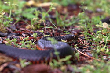 lowland copperhead