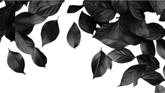 Black Leaves Scatter on Transparent Background, Ideal for Digital Design and Creative Projects, Versatile Element for Various Applications