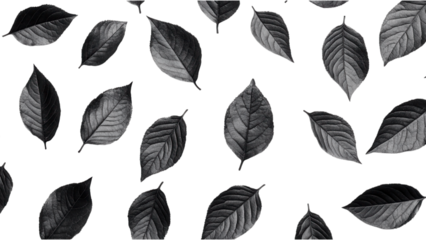 Black Leaves on White, intricate textured black leaves scattered against a white backdrop, highlighting striking contrast and detail