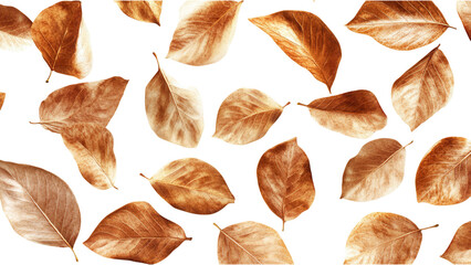 Brown Leaves with Golden Undertones on White Background, Rustic Elegance, Transparent PNG, Autumn Aesthetic, Decorative Element