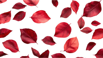 Burgundy Leaves on White, vibrant red foliage with rich burgundy hues, creating a striking contrast on a clean white backdrop, ideal for design use