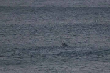 Fototapeta premium southern right whale
