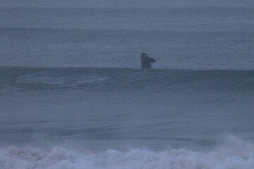 Fototapeta premium southern right whale