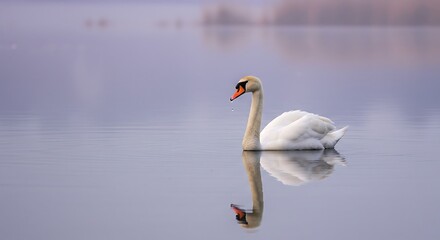 Naklejka premium Élégant cygne blanc nageant sur un lac paisible avec un reflet parfait. Photo de stock pour la nature, les oiseaux aquatiques, les animaux et la tranquillité.