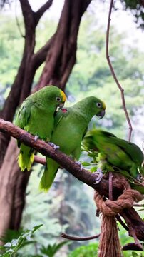 Three vibrant green parrots with yellow and red accents perch on a thick, brown branch against a blurred background playing with each other 