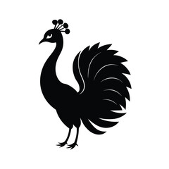 peacock isolated vector illustration