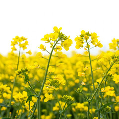 Fototapeta premium Close up of rape blossoms