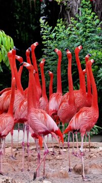 A flock of vibrant flamingos with bright red-orange plumage and long, slender necks stand closely together, creating a vivid display of color against a backdrop of lush greenery