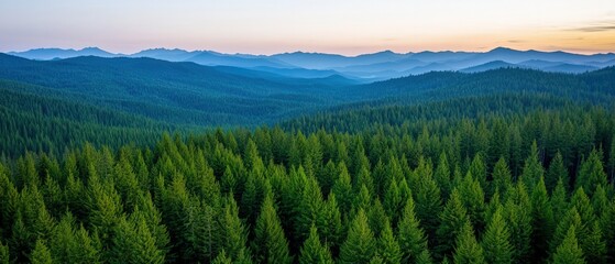 Fototapeta premium Panoramic View of Lush Green Forest with Mountains at Sunrise in a Tranquil Landscape