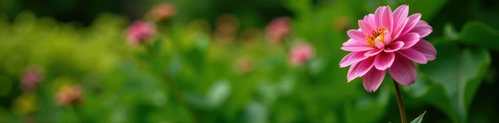 Obraz premium Single pink dahlia in a garden bed with lush greenery, isolation, plant, pink dahlia