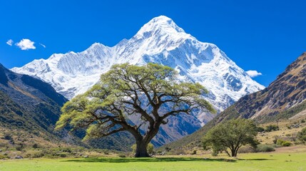Obraz premium Lone Tree Majestic Mountain Valley Landscape