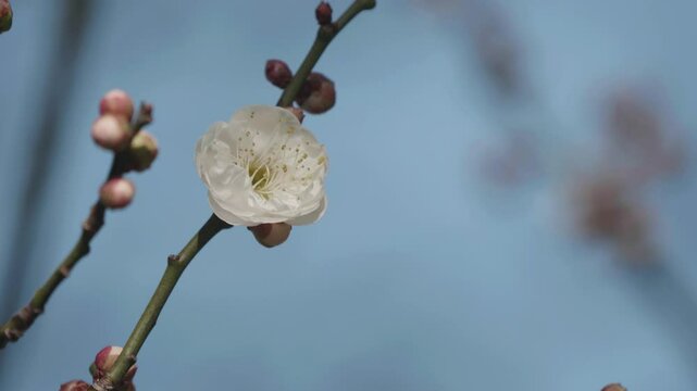Tokyo, Japan - February 1, 2025:  Blossoms and buds of white ume or Japanese apricot 