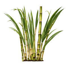sugarcane leaves isolated on white