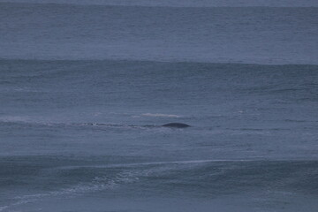 Fototapeta premium southern right whale