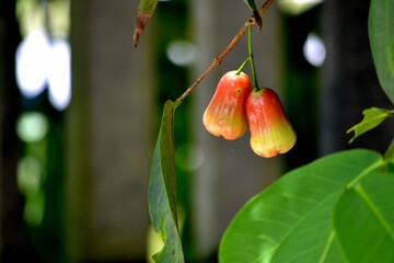 Close up of a pair of watery rose apple, water apple, wax apple, and bell fruit hanging from a branch