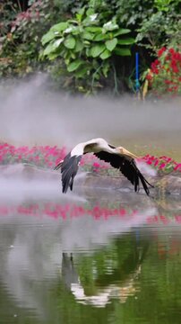 A Yellow-billed Stork flies gracefully over a misty body of water, with its white plumage contrasting against its black wings and yellow bill. The background features a soft blend of fog, water,