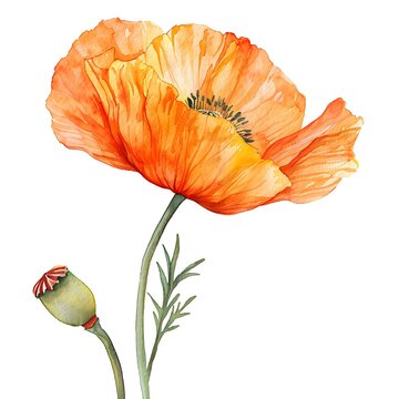 recommend clip art: Watercolor Orange Poppy Isolated on White Background. Beautiful Poppy Flower