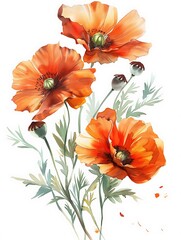 Watercolor Orange Poppy Isolated on White Background. Beautiful Poppy Flower
