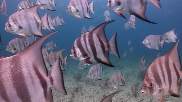  escuela de peces pagualas nadando sobre el arrecife (chaetodipterus faber)
