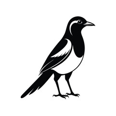 Fototapeta premium a black and white vector silhouette of a magpie bird