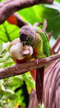 Two conure parrots, one green and one white, share a tender moment on a brown branch. The green parrot gently touches the white parrot's head with its beak, suggesting affection or preening behavior.