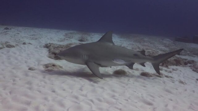 un gran tiburon toro (carcharinus leuca) nadando costa arriba hacia las playas del mar caribe