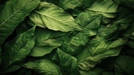 Fototapeta premium A pile of fresh green leaves arranged in a natural setting on a wooden surface