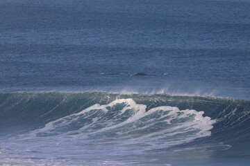 southern right whale