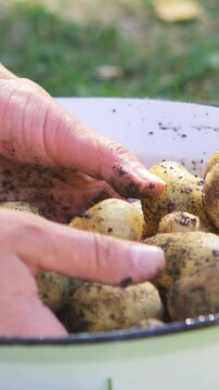 Close-up of woman hands washing potatoes in garden