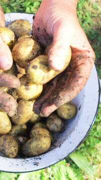 Close-up of woman hands washing potatoes in garden