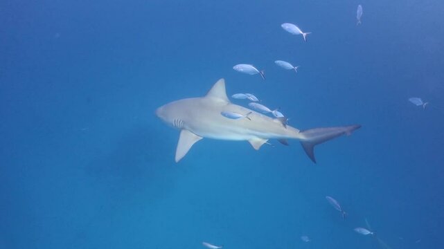 un gran tibur&oacute;n toro (carcharinus leucas) nadando cerca de la superficie del mar y escuela de peces alrededor