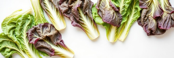 Obraz premium Romaine lettuce leaves in varying stages of freshness arranged on a white surface, demonstrating their versatility for salads and other dishes, romaine lettuce, varied freshness levels, organic