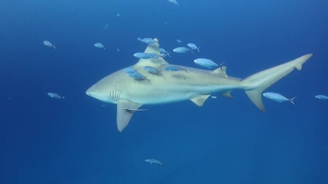 un gran tibur&oacute;n toro (carcharinus leucas) nadando cerca de la superficie del mar y escuela de peces alrededor