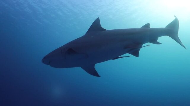acercamiento a contraluz de un gran tiburon toro nadando hacia el fondo del mar