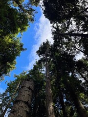 Fototapeta premium Looking up at blue sky through the canopy