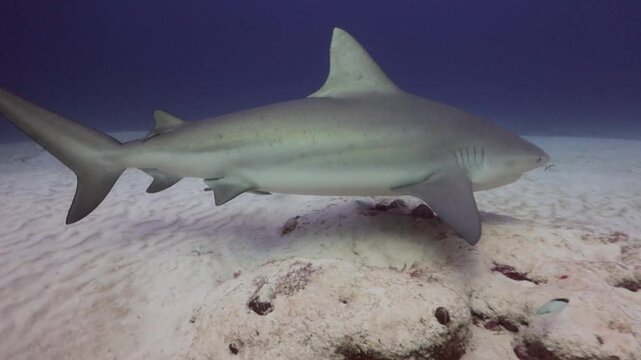 acercamiento a un gran tiburon toro (carcharinus leuca)
